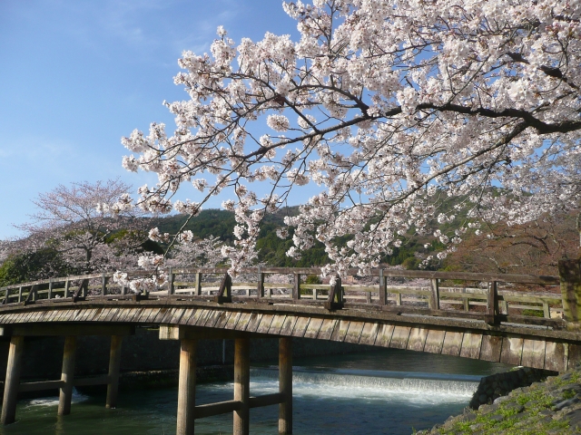 京都の桜の名所ランキングTOP10！2018年の見頃と穴場もご紹介