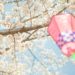 東京のお花見スポットで宴会可能な公園は？おすすめ7選をご紹介！